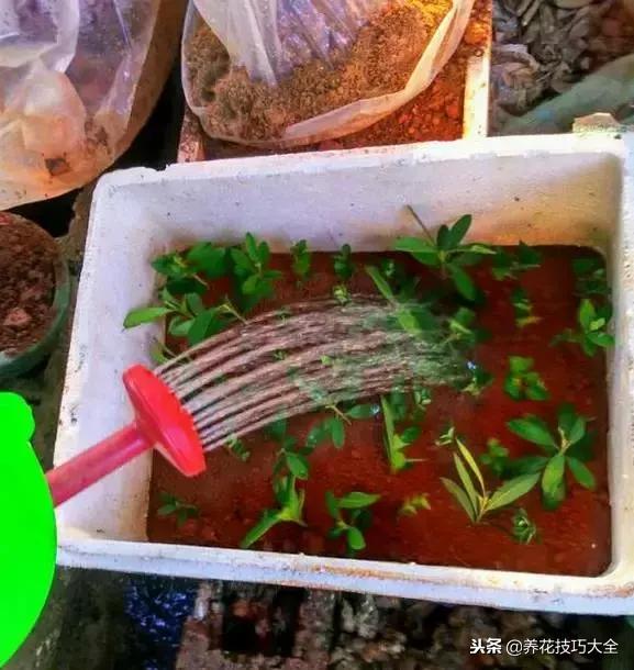 刚栽的杜鹃花蔫了怎么办,杜鹃花死了一半怎么回事