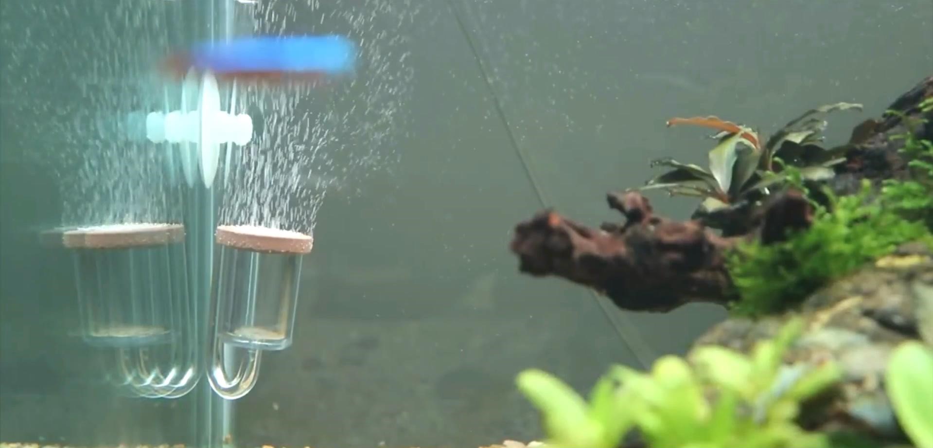 沉木草缸入门造景,50厘米草缸入门造景