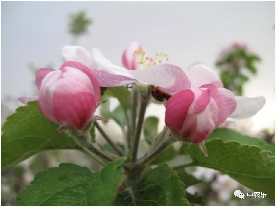 合理投资的正确方法,果园投资回报率