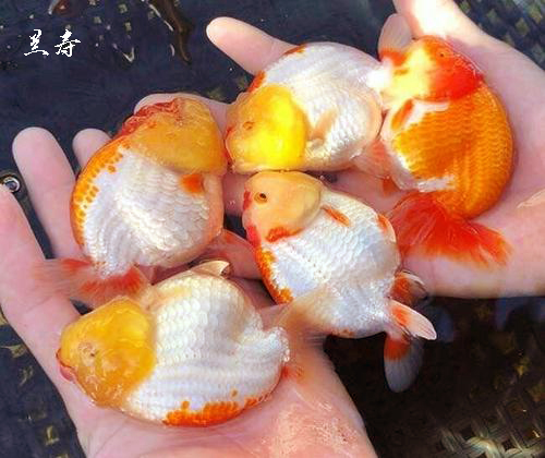 8-10厘米兰寿和10-12厘米兰寿混养吗,饲养兰寿金鱼有哪些注意事项