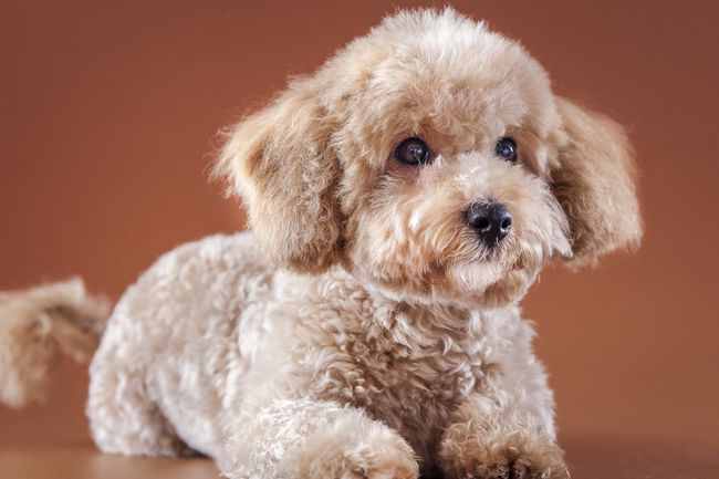 贵宾犬拉稀的原因,贵宾犬拉稀是怎么回事