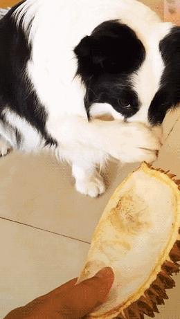 秃头边牧照片,黑眼圈秃头边牧