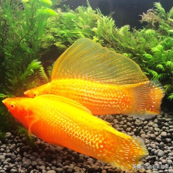 水中精灵大型鱼,水中精灵无与伦比的美