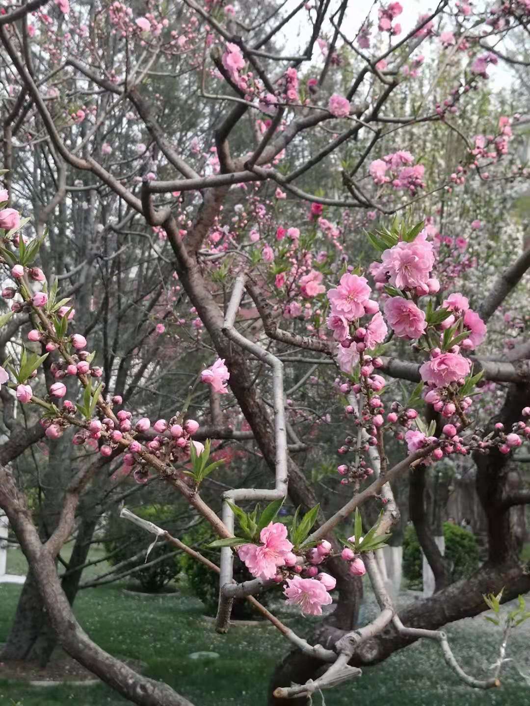 思君古诗词,思君诗歌曲大全