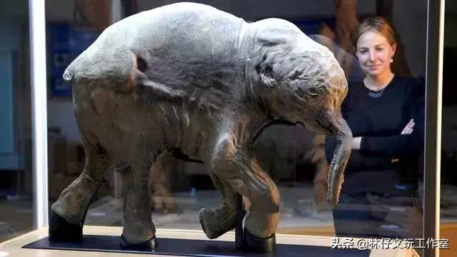 猛犸象牙详细介绍,猛犸化石收藏价值一览表