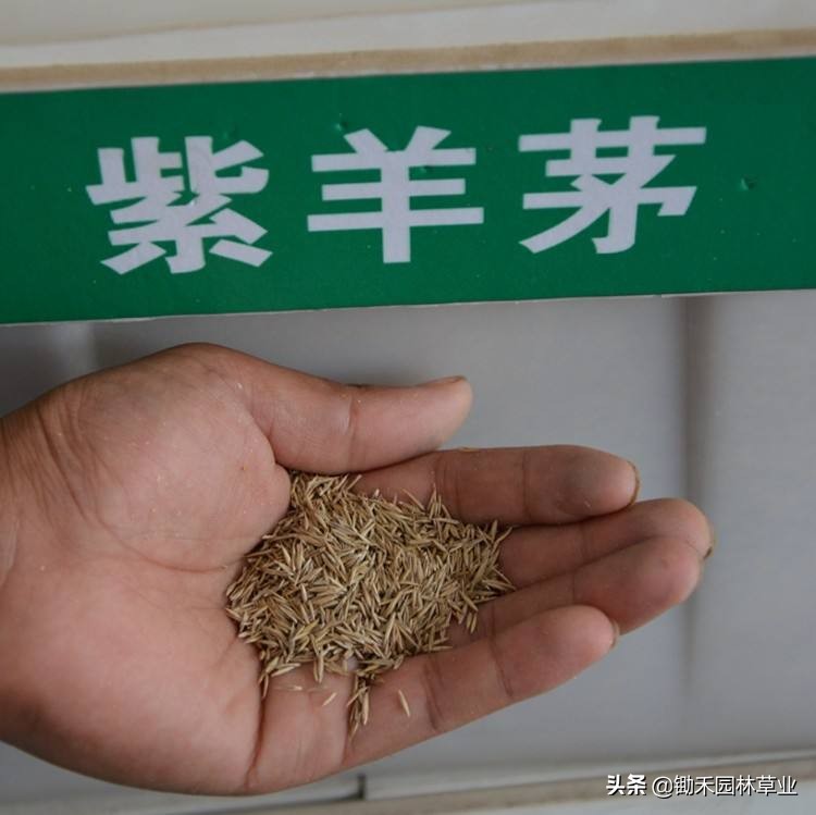 紫羊茅效果,紫羊茅在南方可以种植吗