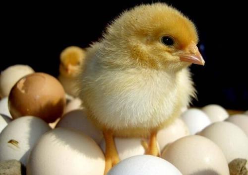 鸡孵化19天流血了,给小鸡助产刚剥壳就大出血怎么办