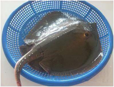 看图识海鲜，这些水产海鲜你都认识吗？