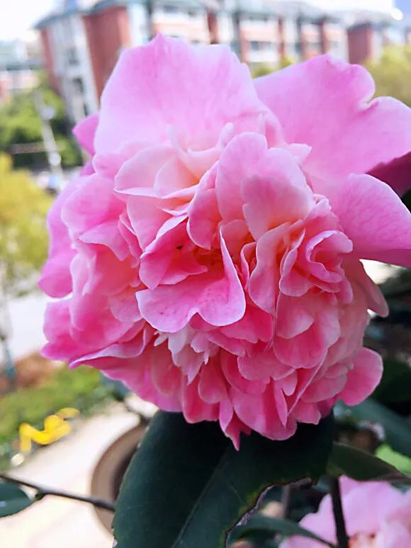 养茶花大盆好还是小盆好,如何种养茶花