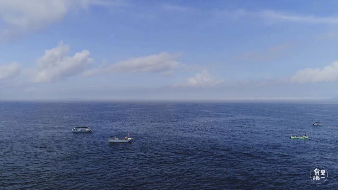 它叫宅鱿，但它和宅男宅女真的不熟！