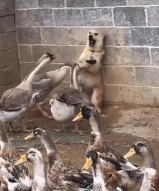 狗子被主人吓尿怎么办,狗子偷吃猪手被发现