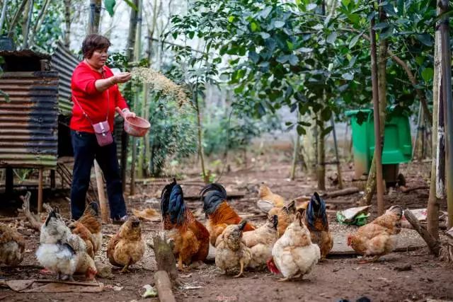 海南入秋了，先吃一口美安乳羊暖暖心