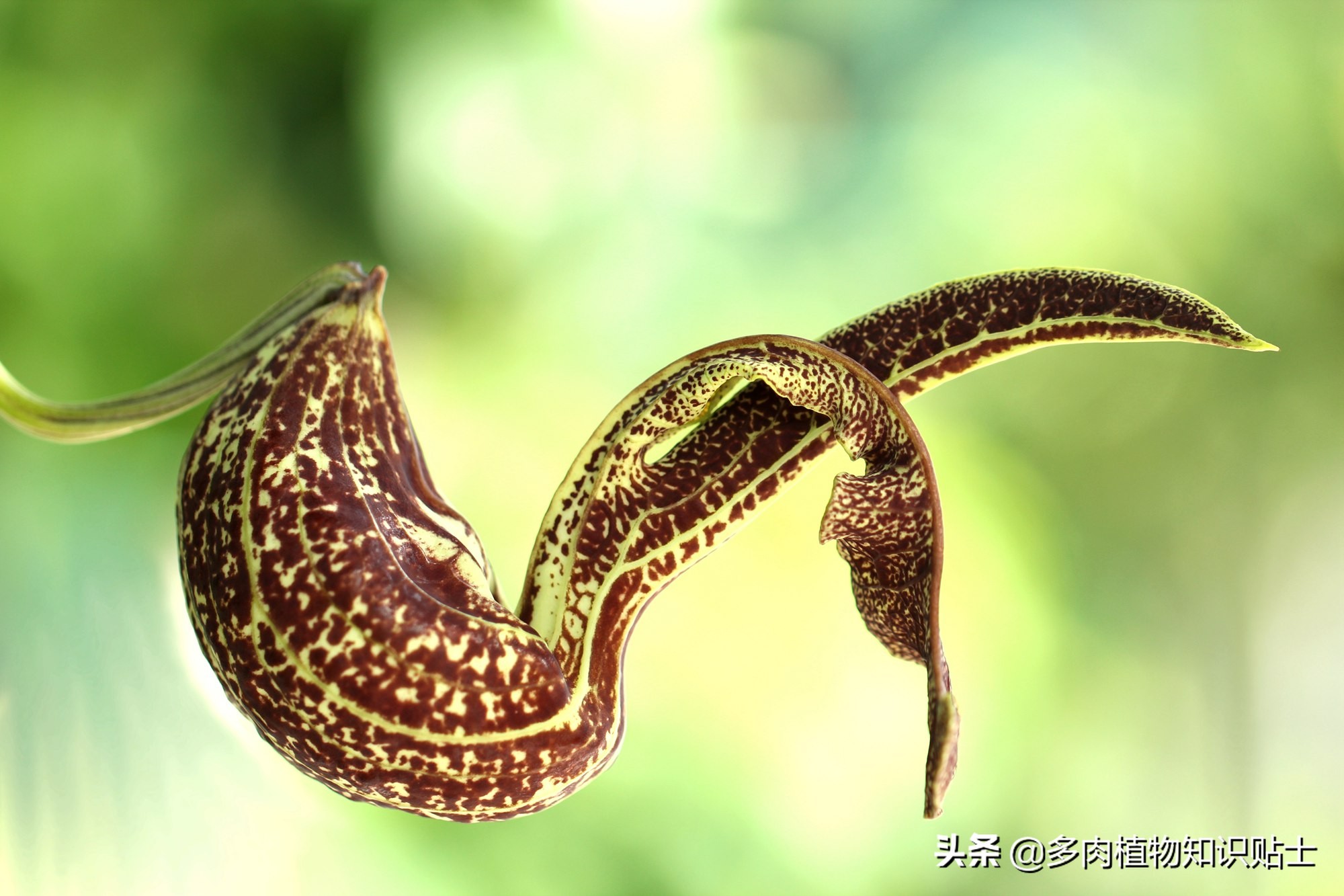 巨花马兜铃怎么繁育,巨花马兜铃图片大全