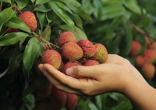 解读“回眸一笑百媚生,六宫粉黛无颜色”的古代美女——杨玉环