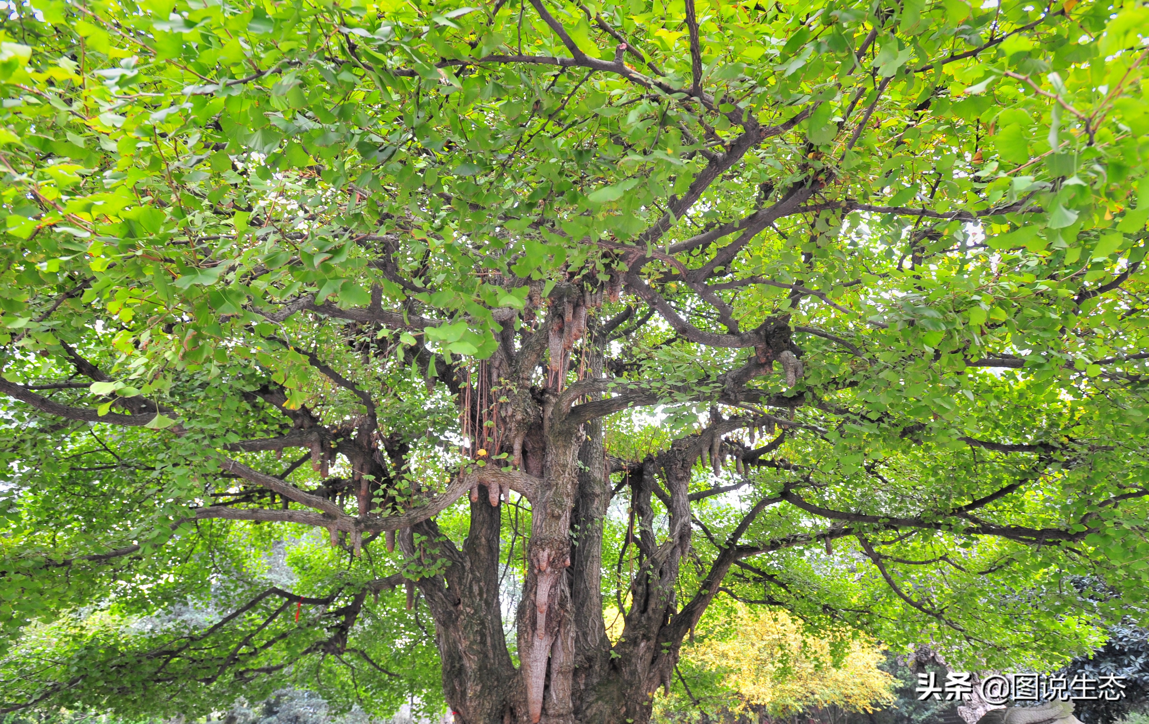 登上峨眉山金顶看风景,峨眉山日出云海佛光圣灯照片