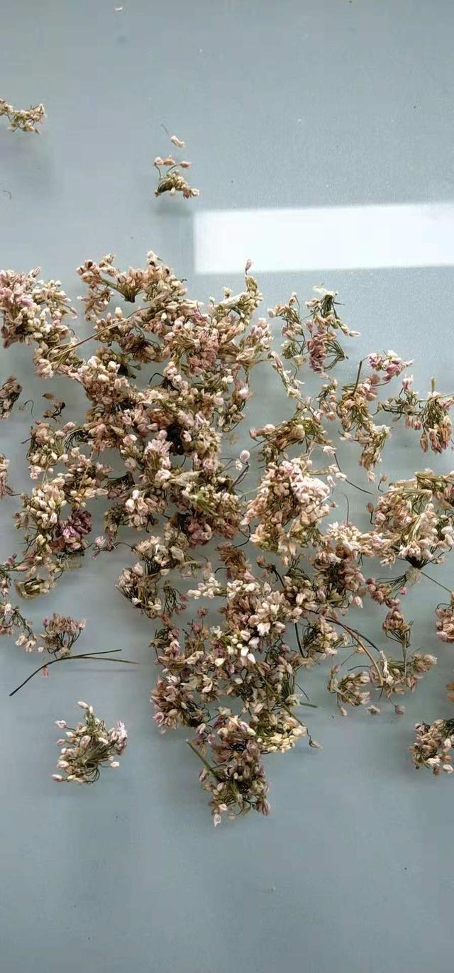 高山韭百合科葱属植物,山韭百合科葱属多年生草本植物