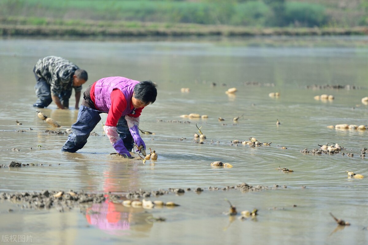 买莲藕的妙招,买莲藕怎么选才好吃