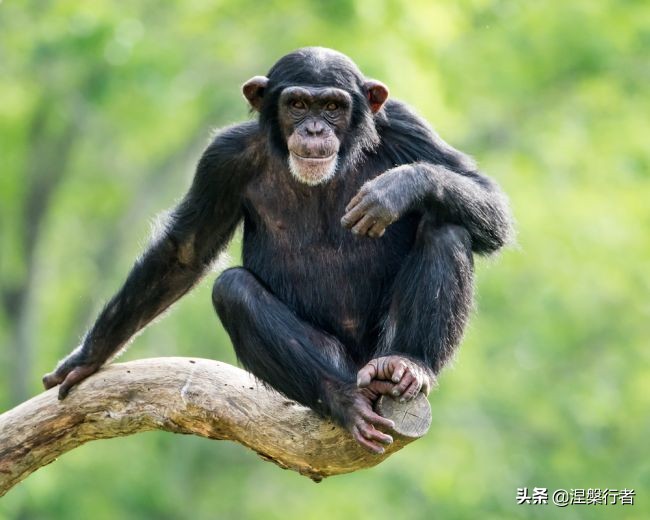 50种珍稀保护动物,为什么人类应该保护濒危物种