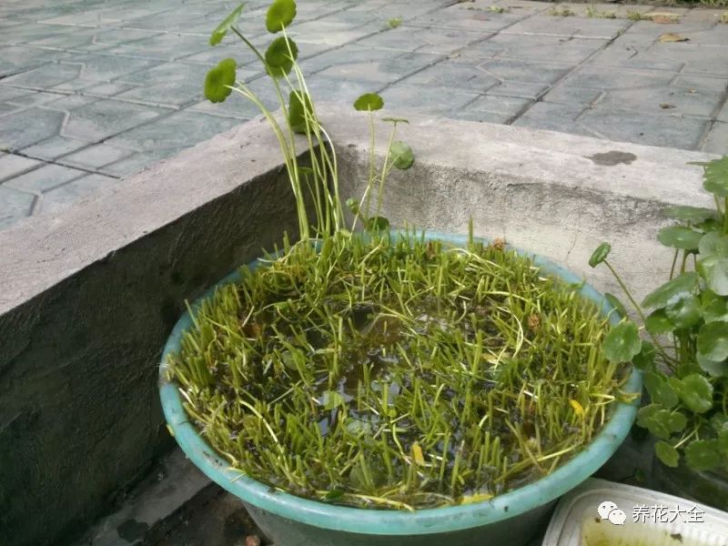 绿萝与铜钱草四季养护,怎么让铜钱草长得和绿萝一样