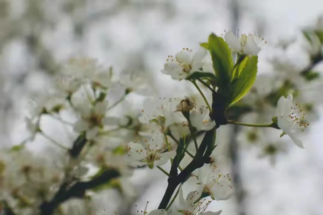 关于宋朝的哲理诗有哪些,宋朝有意境的经典诗句