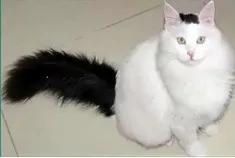 中国猫的雅称,猫生百态包括什么