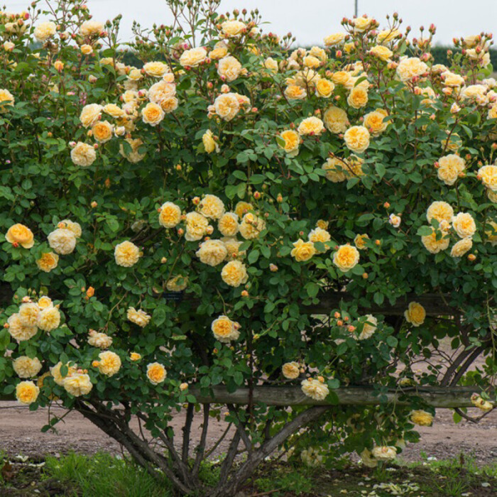 无刺四季开花藤本月季品种有哪些,耐热又耐寒的藤本月季有哪些品种