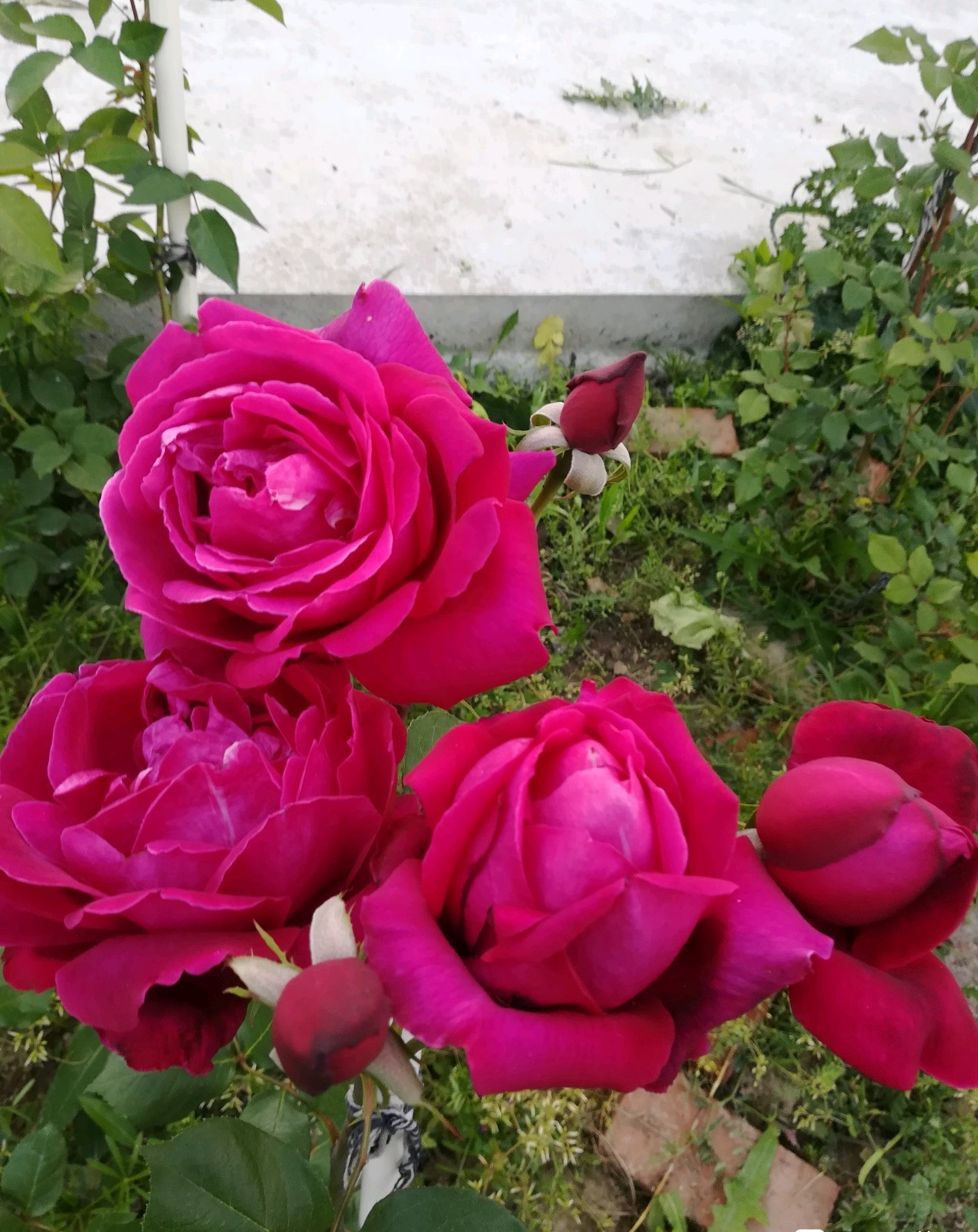 月季花十大经典品种分享,十大公认最香的四季月季