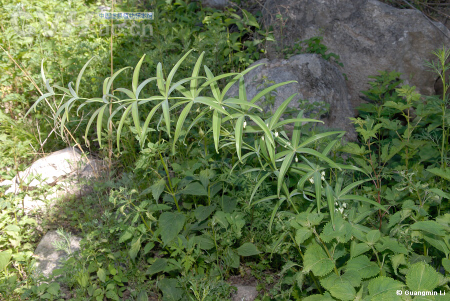 中药材黄精烘干机,中药材黄精