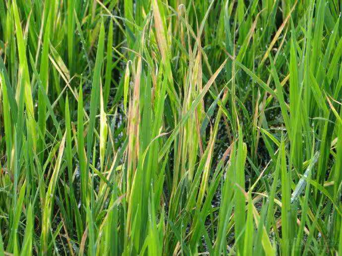 在农村如何让农民才能赚钱,如何增加农民致富收入