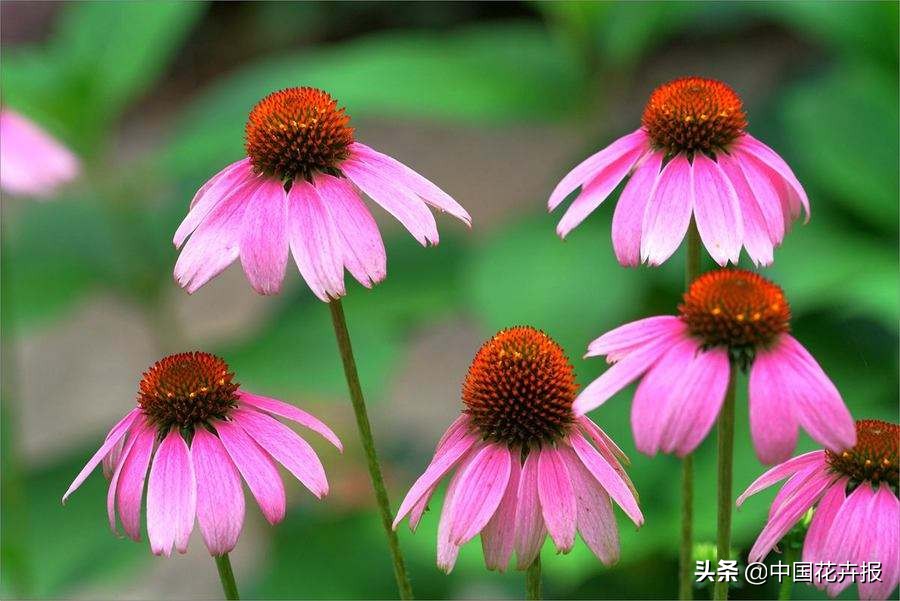 适合花园的花花草草,如何打造四季都有花的花园