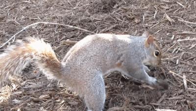 松鼠过冬的食物被偷走了怎么办？它真的会选择自杀吗？