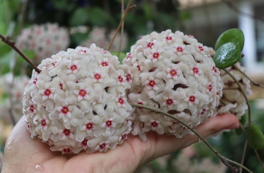 10种“吉利花”，“穷养”才能长大，越挤越壮实，越大越“旺家”