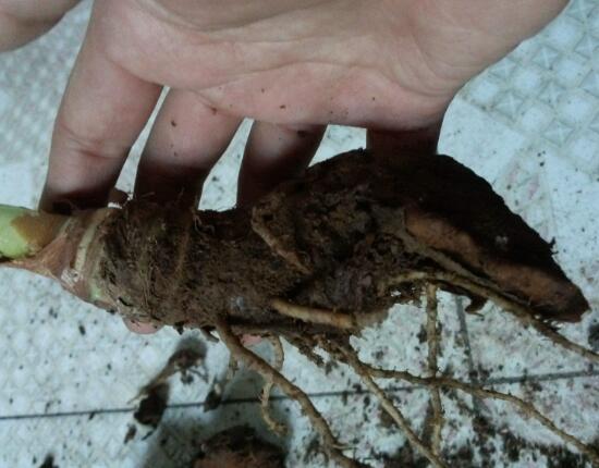 滴水观音烂根处理方法图解,滴水观音烂根了要怎么处理