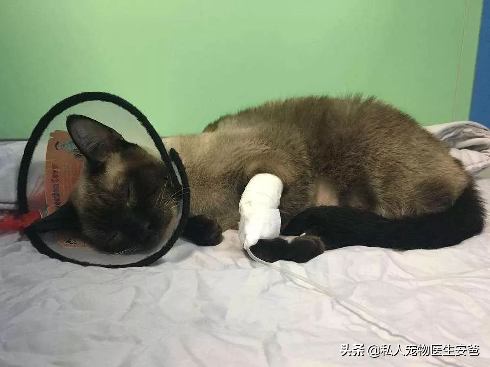 如何避免猫传腹,论猫咪日常护理的必要性