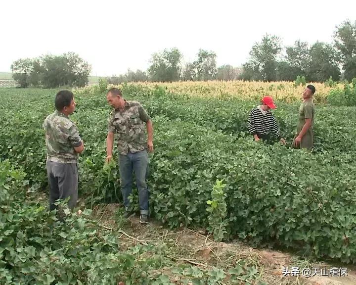 九十一团：发展榛子种植，职工增收信心足