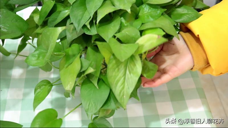 冬天室内绿萝经常出现黄叶怎么办,冬天绿萝浇水多了怎么拯救