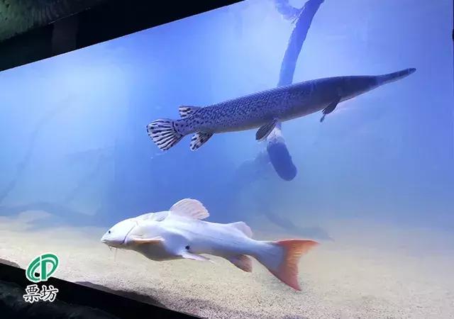 罗源湾海洋世界鲨鱼,汕头水母海洋世界图片