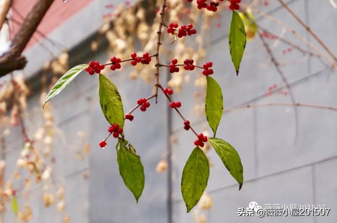 城市漫步,城市漫步郑州