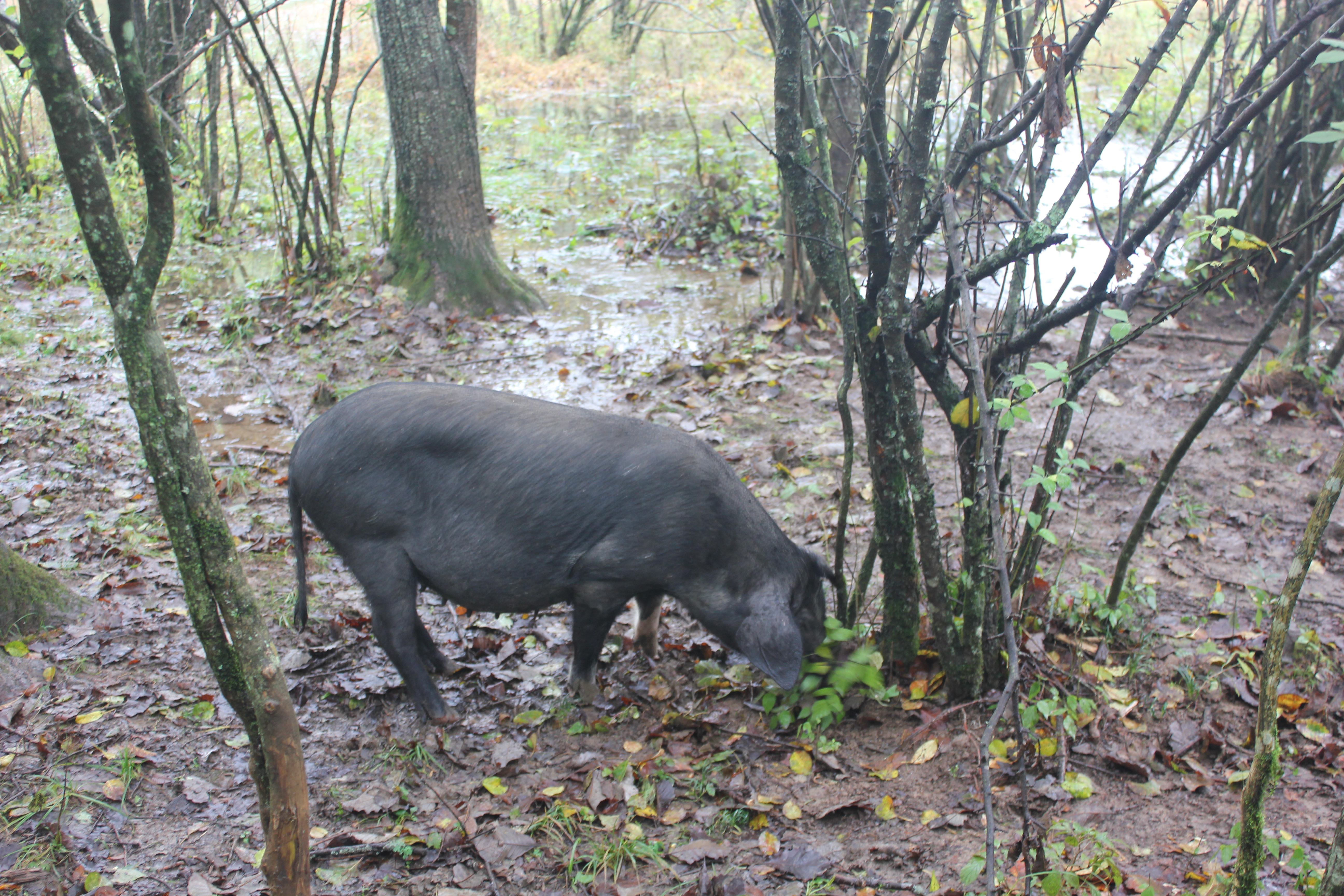 雨中神农架探秘之旅｜国庆节武汉至神农架自驾游攻略分享