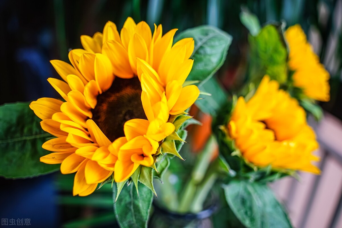 向日葵为什么总是向着阳,向日葵朝着太阳的原因