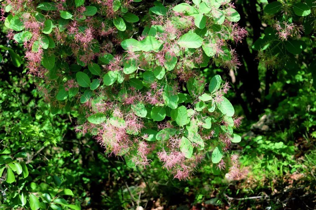 临朐石门坊风景区介绍视频,临朐石门坊风景区海拔