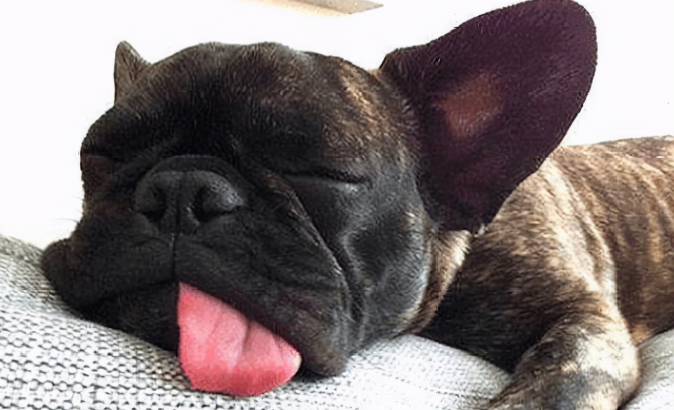 狗狗总打呼噜怎么回事,狗狗睡觉打呼噜经常四肢抽搐