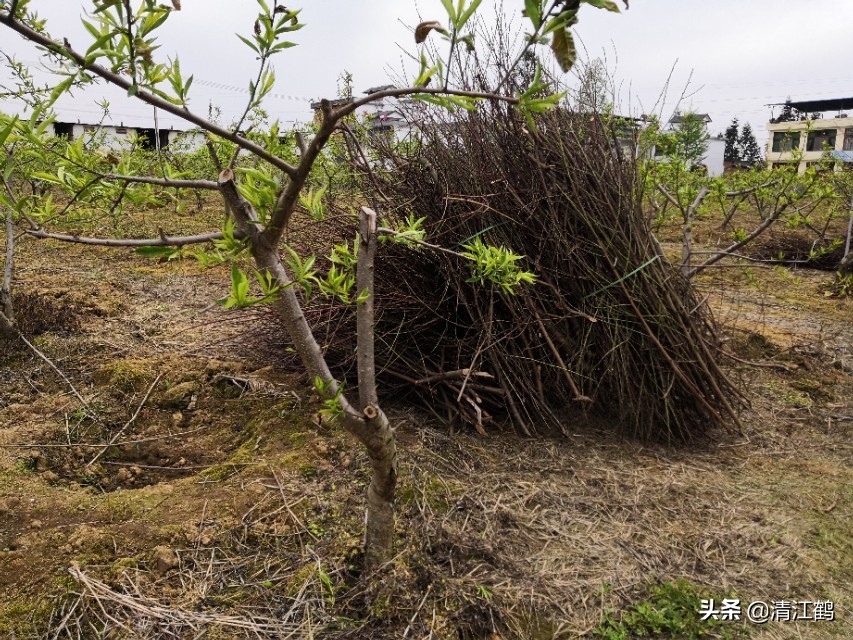 黄桃树缩叶怎么回事,黄桃树叶子萎缩
