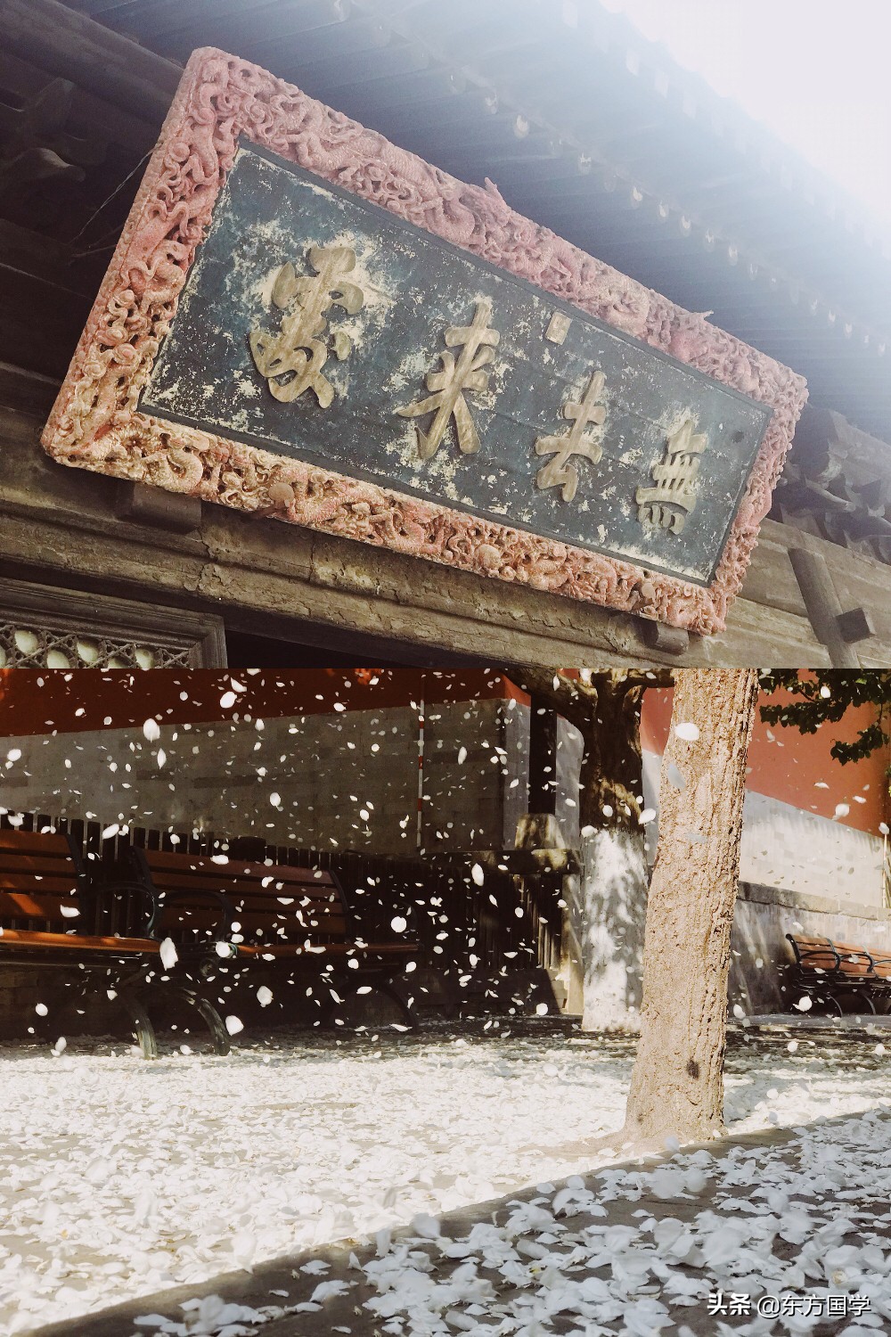 @所有人,周末一起赏玉兰,五处北京玉兰美景