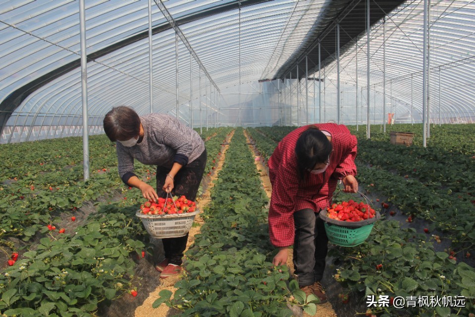 二月二龙抬头愿远方的你一切安好,龙抬头告别过去迎接未来