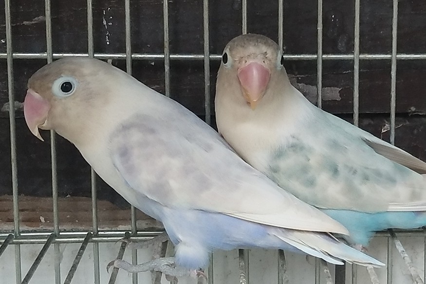 面类牡丹鹦鹉品种介绍及图片,牡丹鹦鹉品种介绍及图片和名字