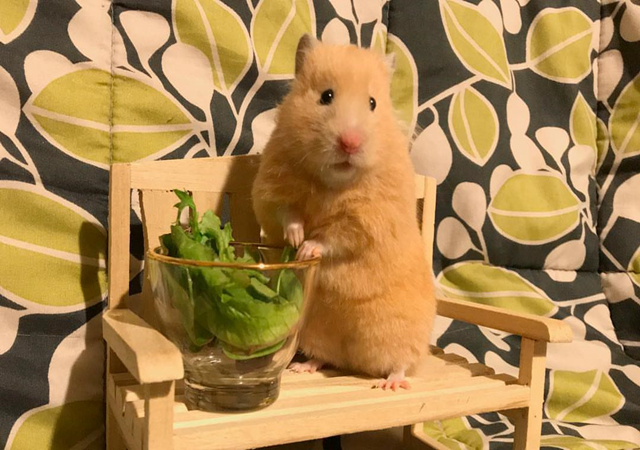 仓鼠逃跑被抓满脸沮丧,只因主人用了抓老鼠的方法,让它很没面子