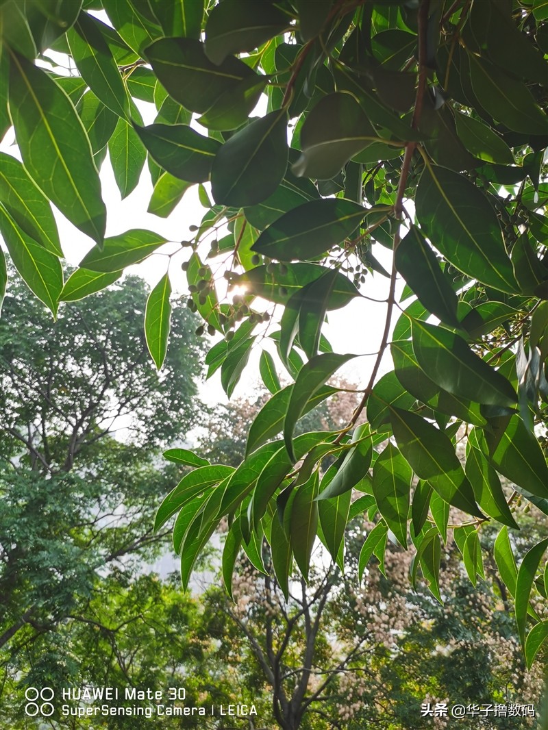 华为mate305g还值得买吗,华为mate305g详细使用测评