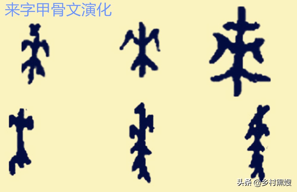 小麦是怎么生长的视频,小麦的起源与发展历史是怎样的