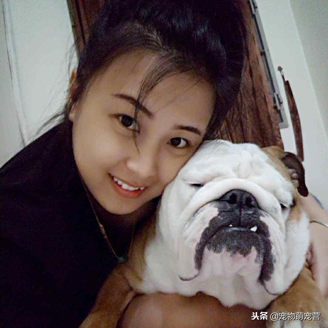 斗牛犬这么笨为什么这么多人喜欢,斗牛犬又脏又臭为什么有人喜欢